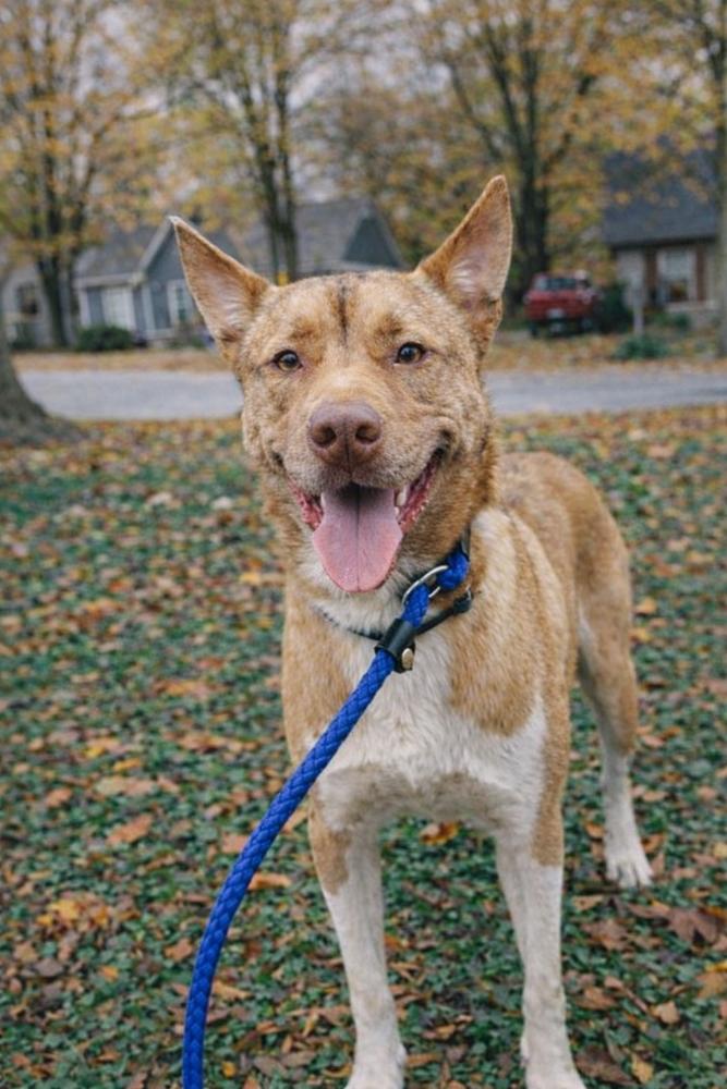 Enlarge Ace, a Adoptable mixed breed in Lancaster, PA image 2/5