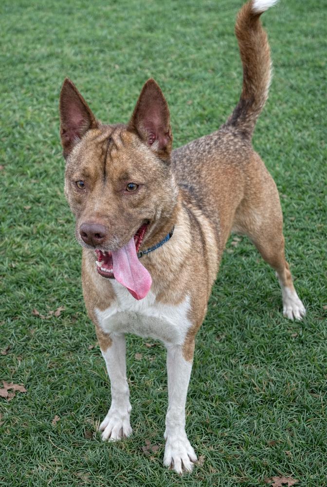 Enlarge Ace, a Adoptable mixed breed in Lancaster, PA image 4/6