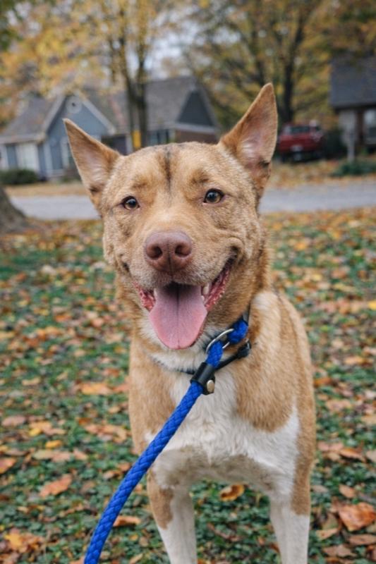 Enlarge Ace, a Adoptable mixed breed in Lancaster, PA image 5/6
