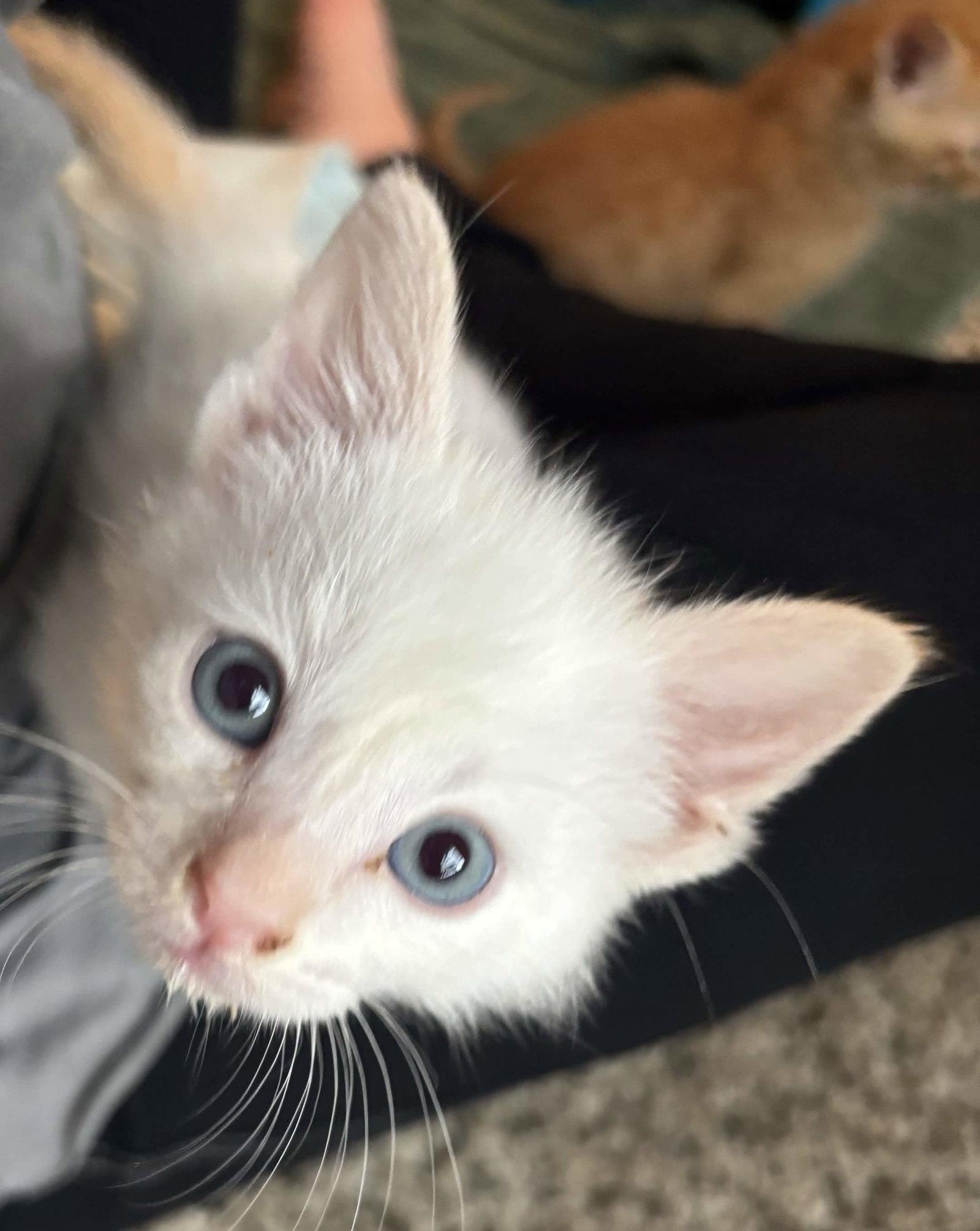 Enlarge Joe, a Adopted Domestic Short Hair in Fort Worth, TX image 1/1
