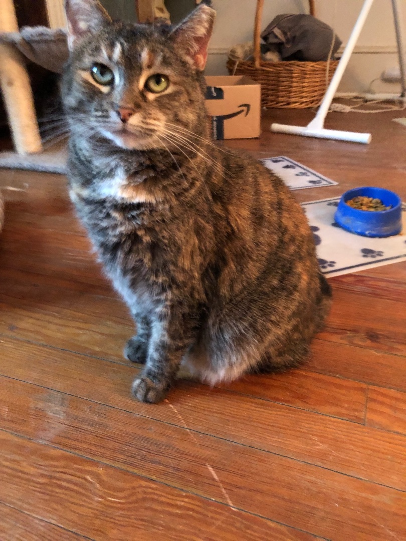 Enlarge Daisy, a Adoptable Tortoiseshell in Warminster, PA image 1/5