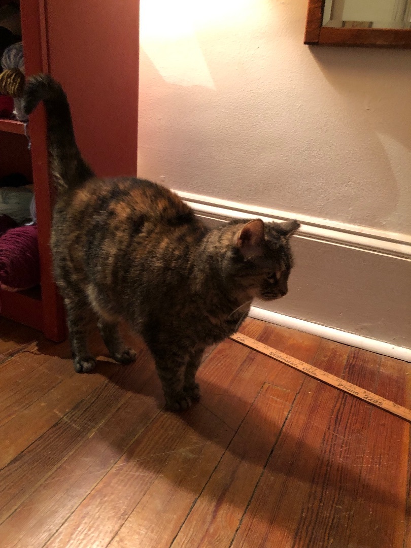 Enlarge Daisy, a Adoptable Tortoiseshell in Warminster, PA image 2/5