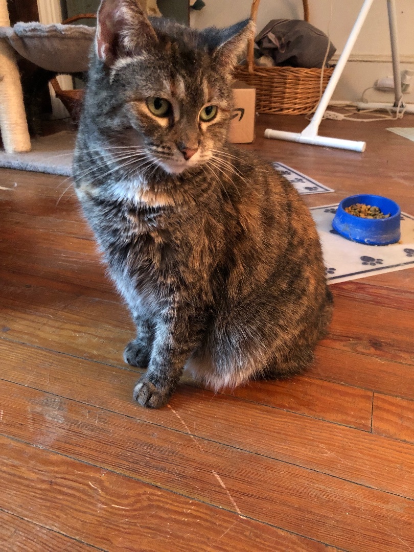 Daisy, Adult Female Tortoiseshell