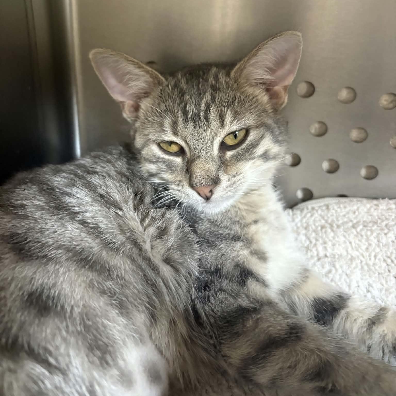 Enlarge Benson, an adoptable Domestic Short Hair in Orange, VA image 2/2