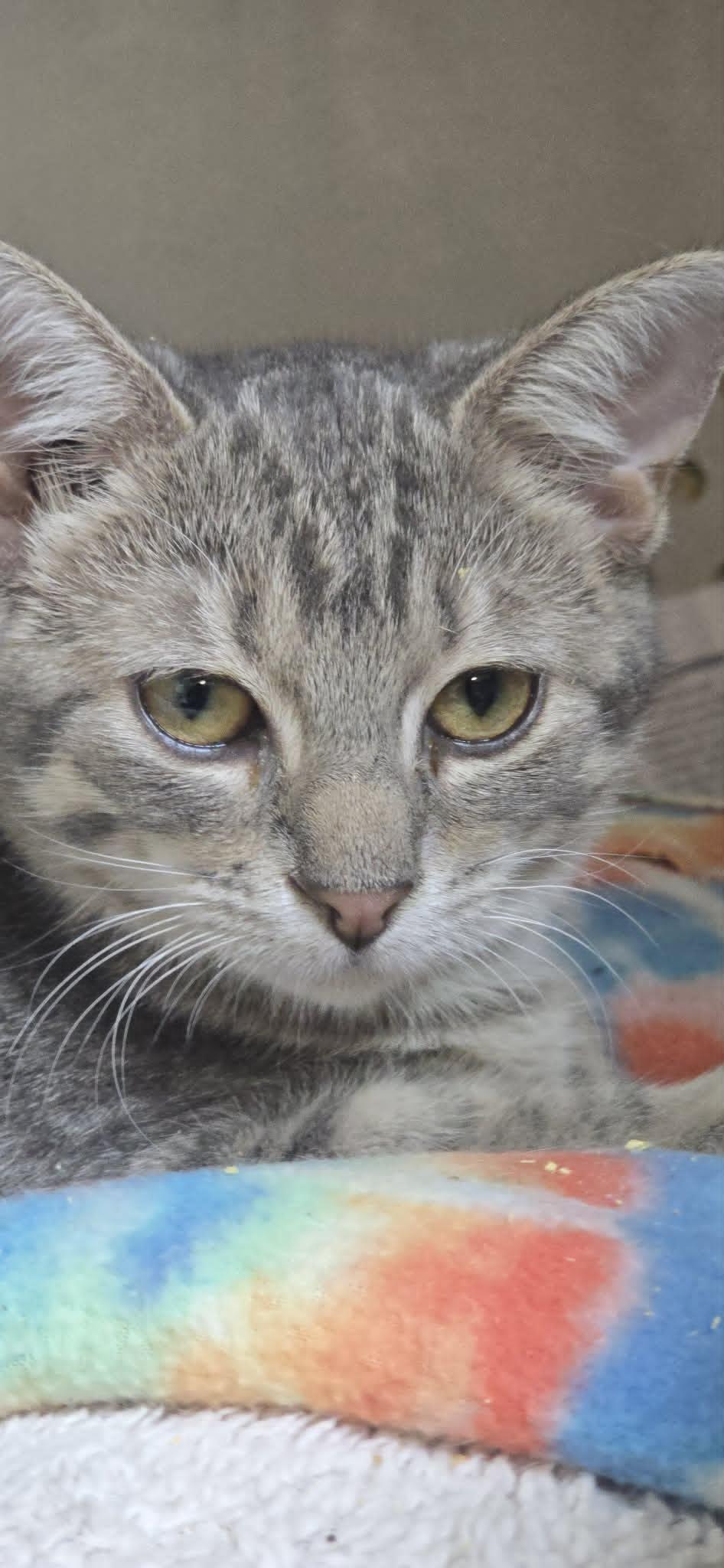 Enlarge Benson, an adoptable Domestic Short Hair in Orange, VA image 1/2