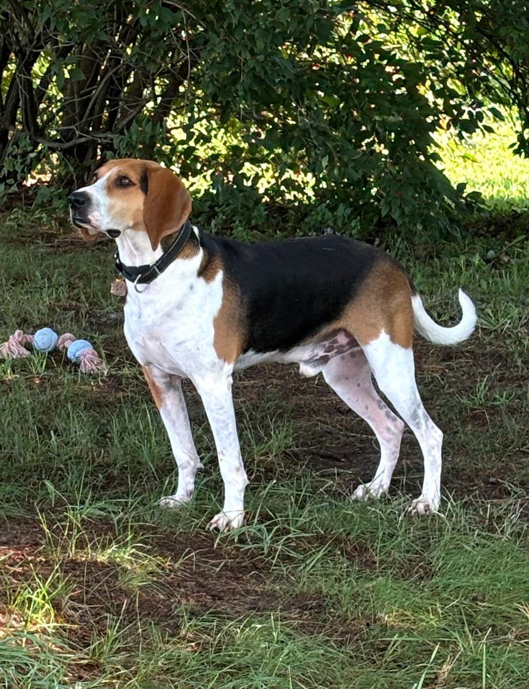 Enlarge Copper, a Adoptable Treeing Walker Coonhound in Lewis Center, OH image 1/6