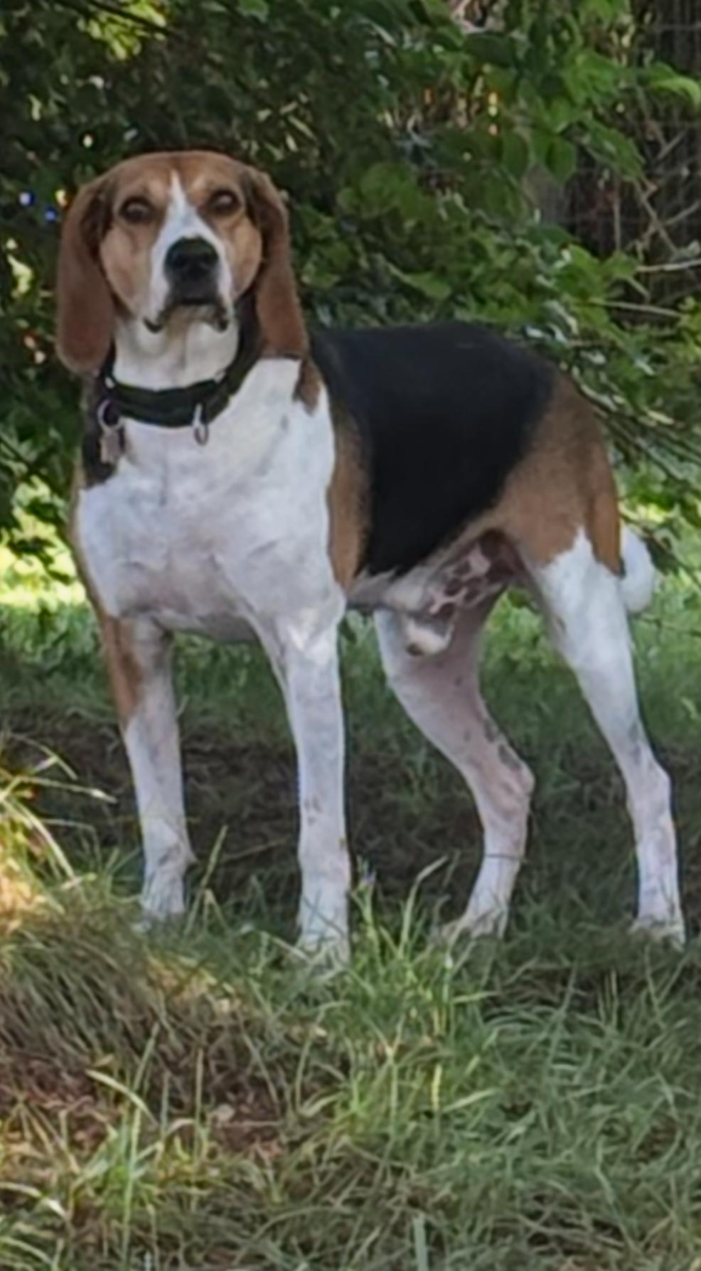 Enlarge Copper, a Adoptable Treeing Walker Coonhound in Lewis Center, OH image 2/6