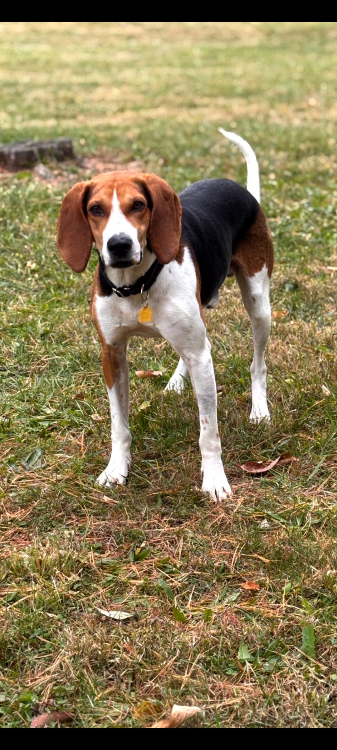 Enlarge Copper, a Adoptable Treeing Walker Coonhound in Lewis Center, OH image 3/6