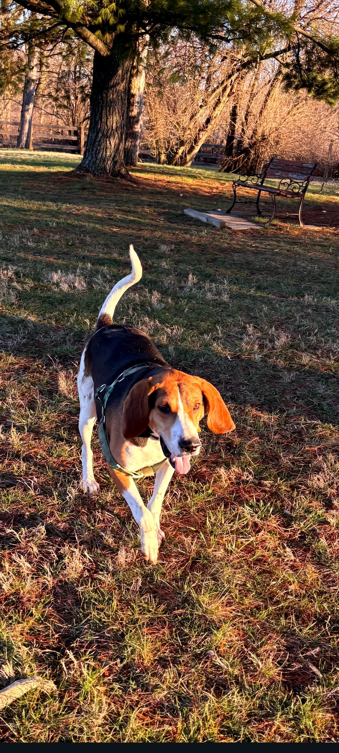 Enlarge Copper, a Adoptable Treeing Walker Coonhound in Lewis Center, OH image 4/6