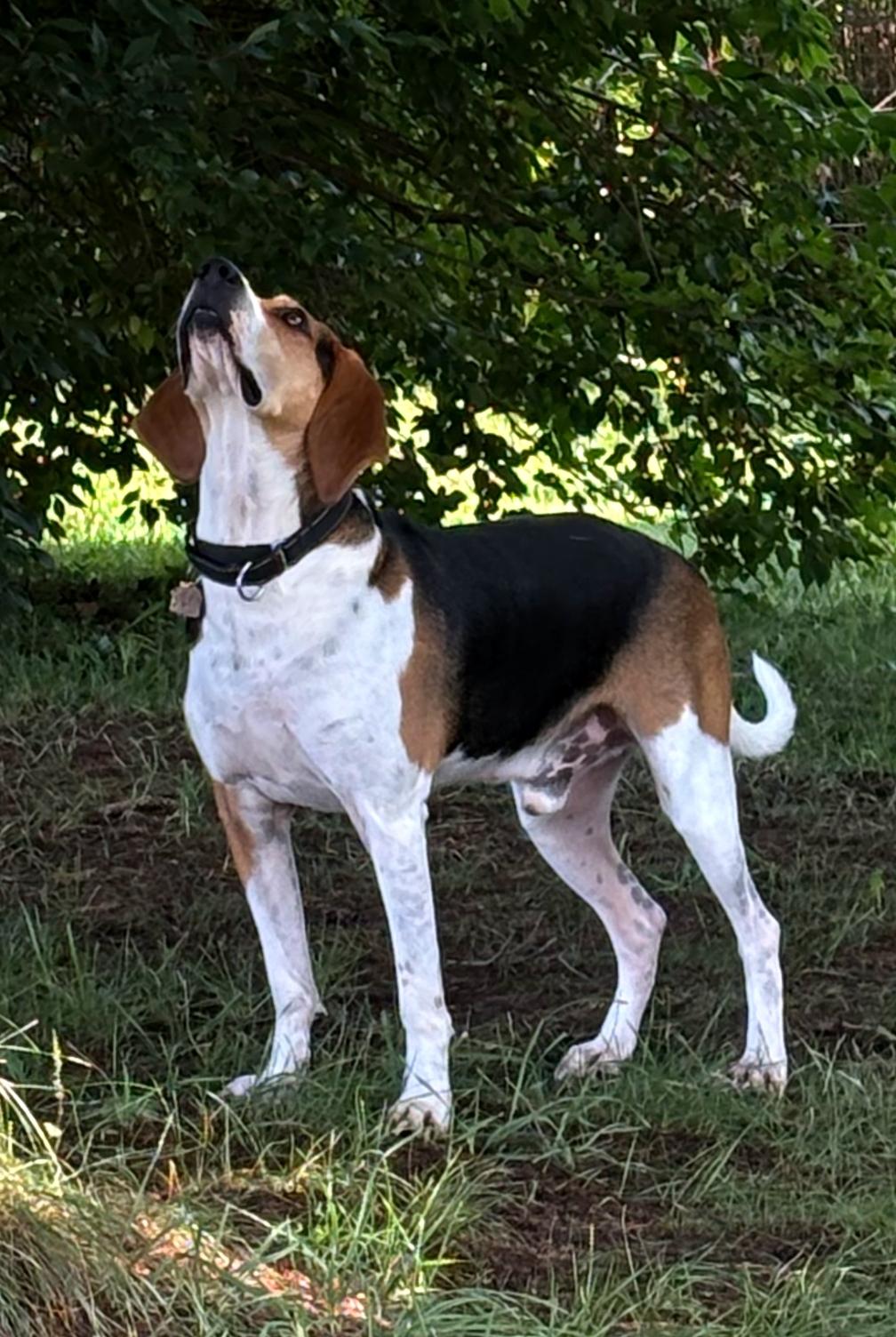 Enlarge Copper, a Adoptable Treeing Walker Coonhound in Lewis Center, OH image 5/6