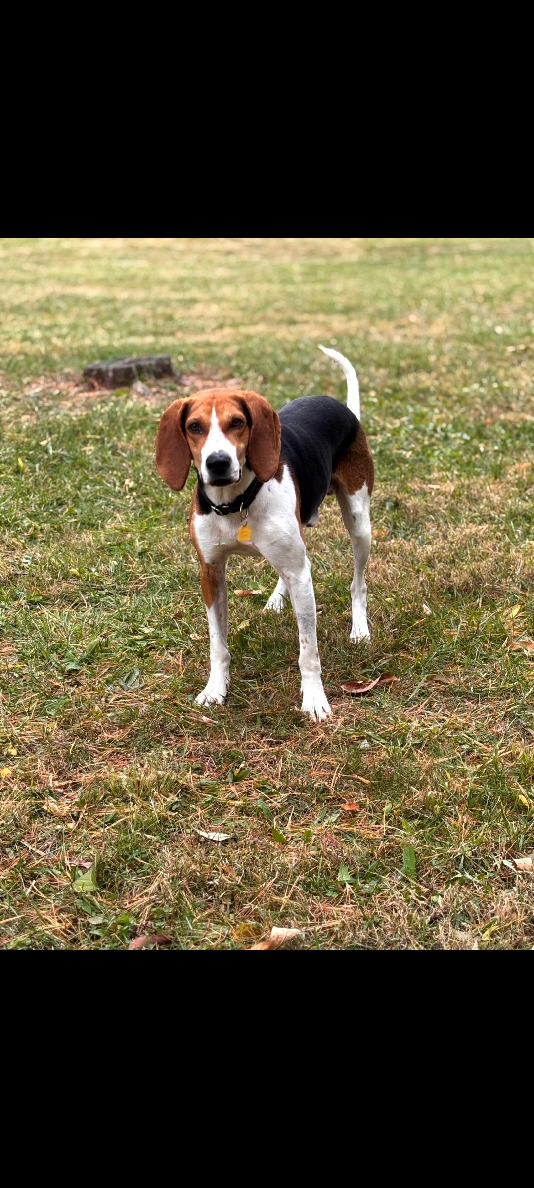 Enlarge Copper, a Adoptable Treeing Walker Coonhound in Lewis Center, OH image 6/6