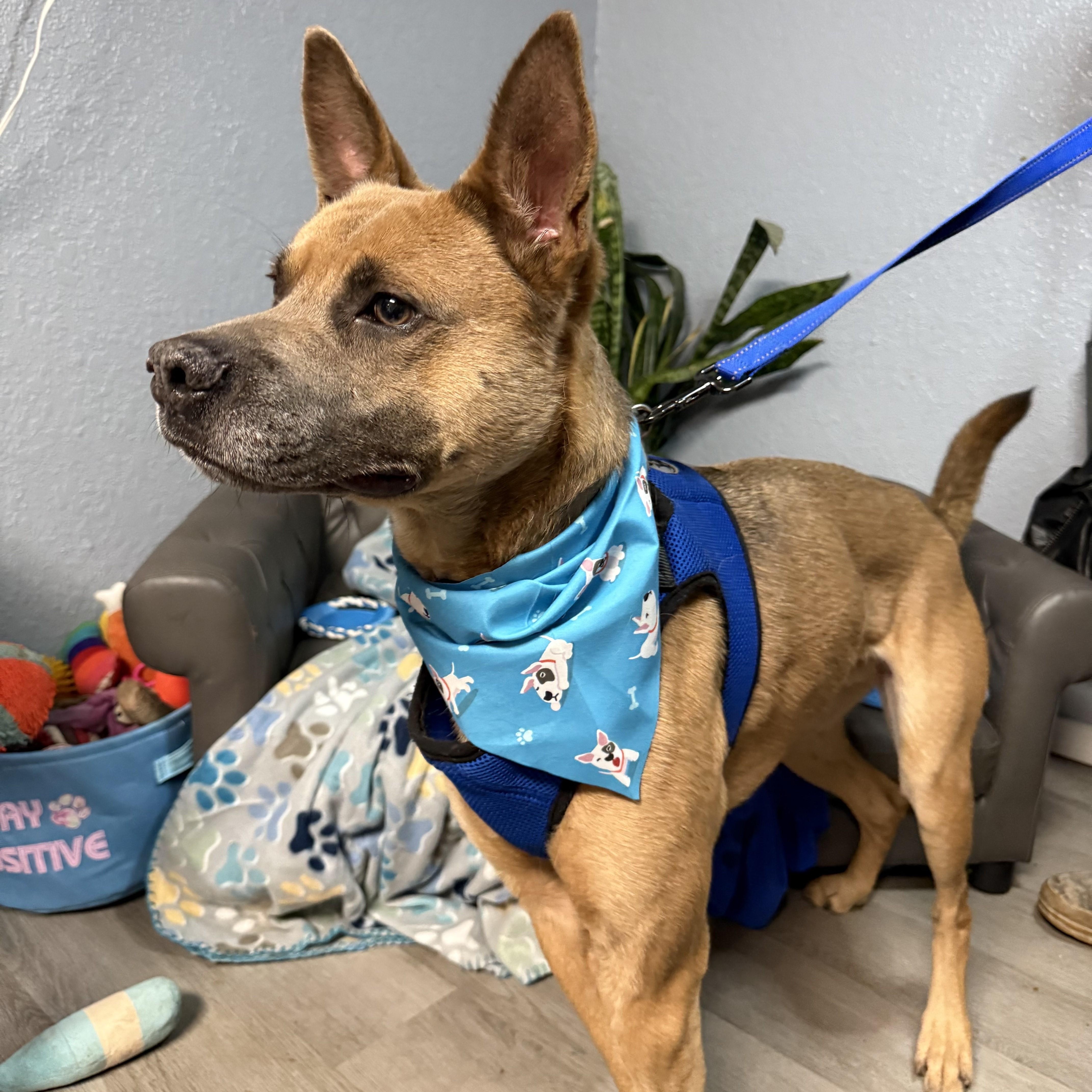 Robin, a Adoptable mixed breed in Belleville, NJ image 2/6