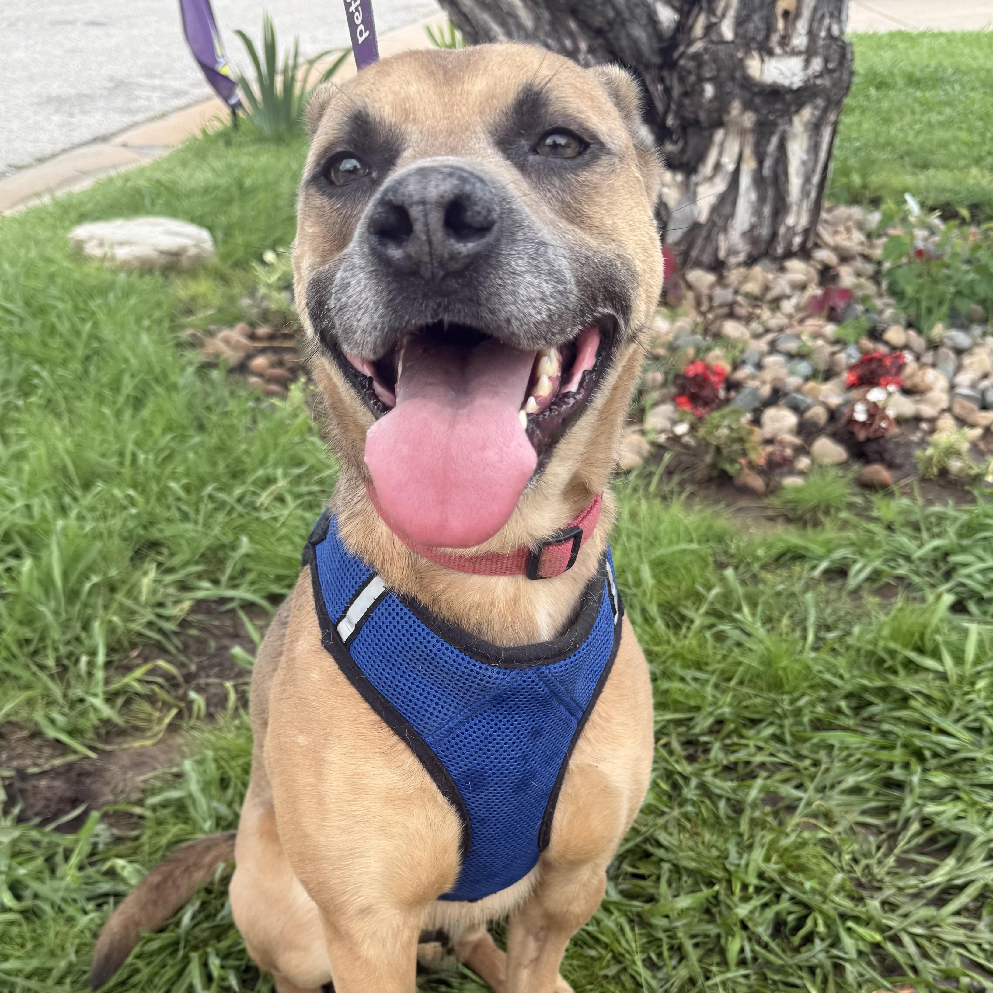 Robin, Adoptable, Adult Male Australian Kelpie & Carolina Dog.