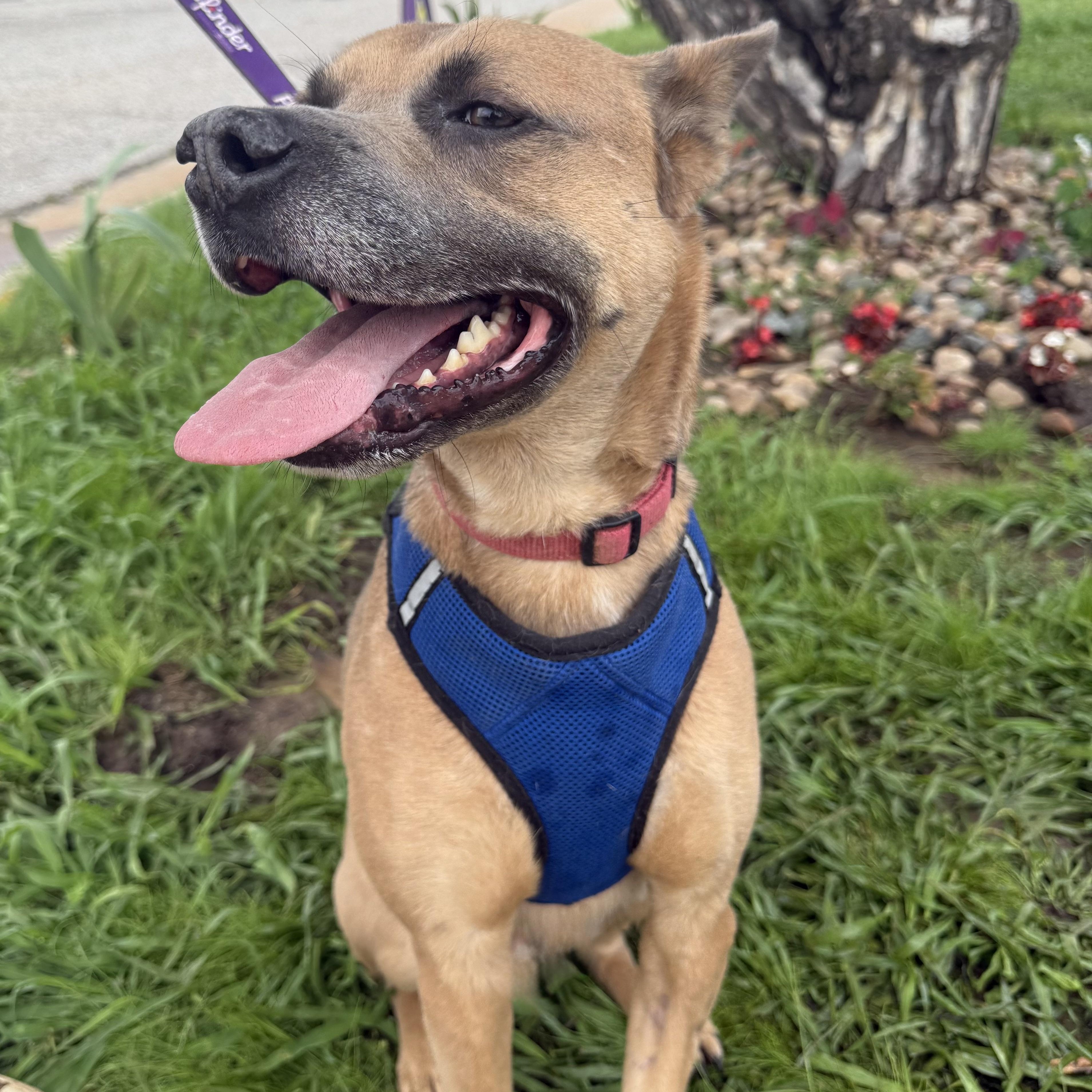 Robin, a Adoptable mixed breed in Belleville, NJ image 3/6