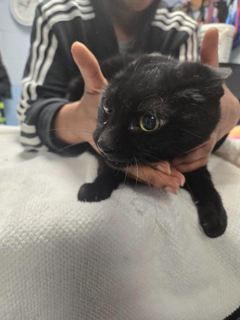 Nightie, Adoptable, Senior Female Domestic Short Hair.