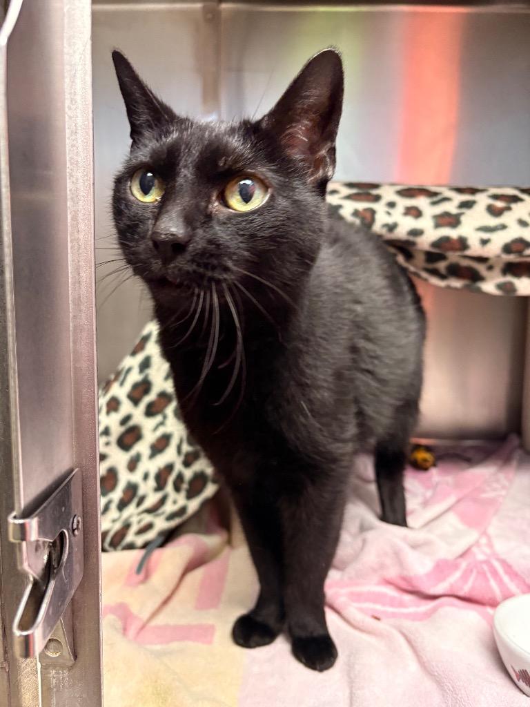 Enlarge Nightie, a Adoptable mixed breed in Detroit, MI image 2/3