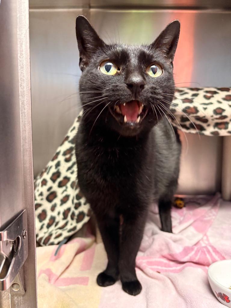 Enlarge Nightie, a Adoptable mixed breed in Detroit, MI image 3/3