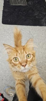 Enlarge Mangonada, a Adoptable mixed breed in Roseville, CA image 1/3