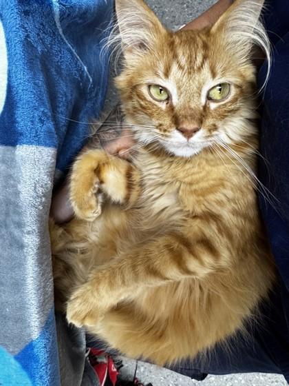 Enlarge Mangonada, a Adoptable mixed breed in Roseville, CA image 2/3