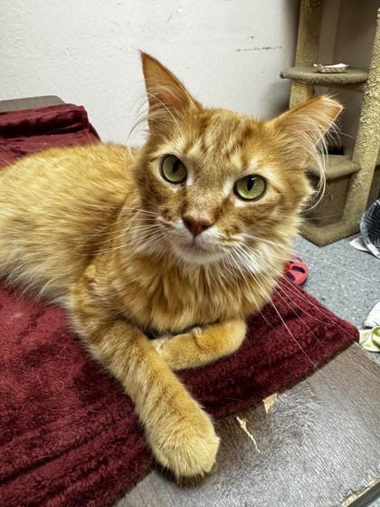 Enlarge Mangonada, a Adoptable mixed breed in Roseville, CA image 3/3