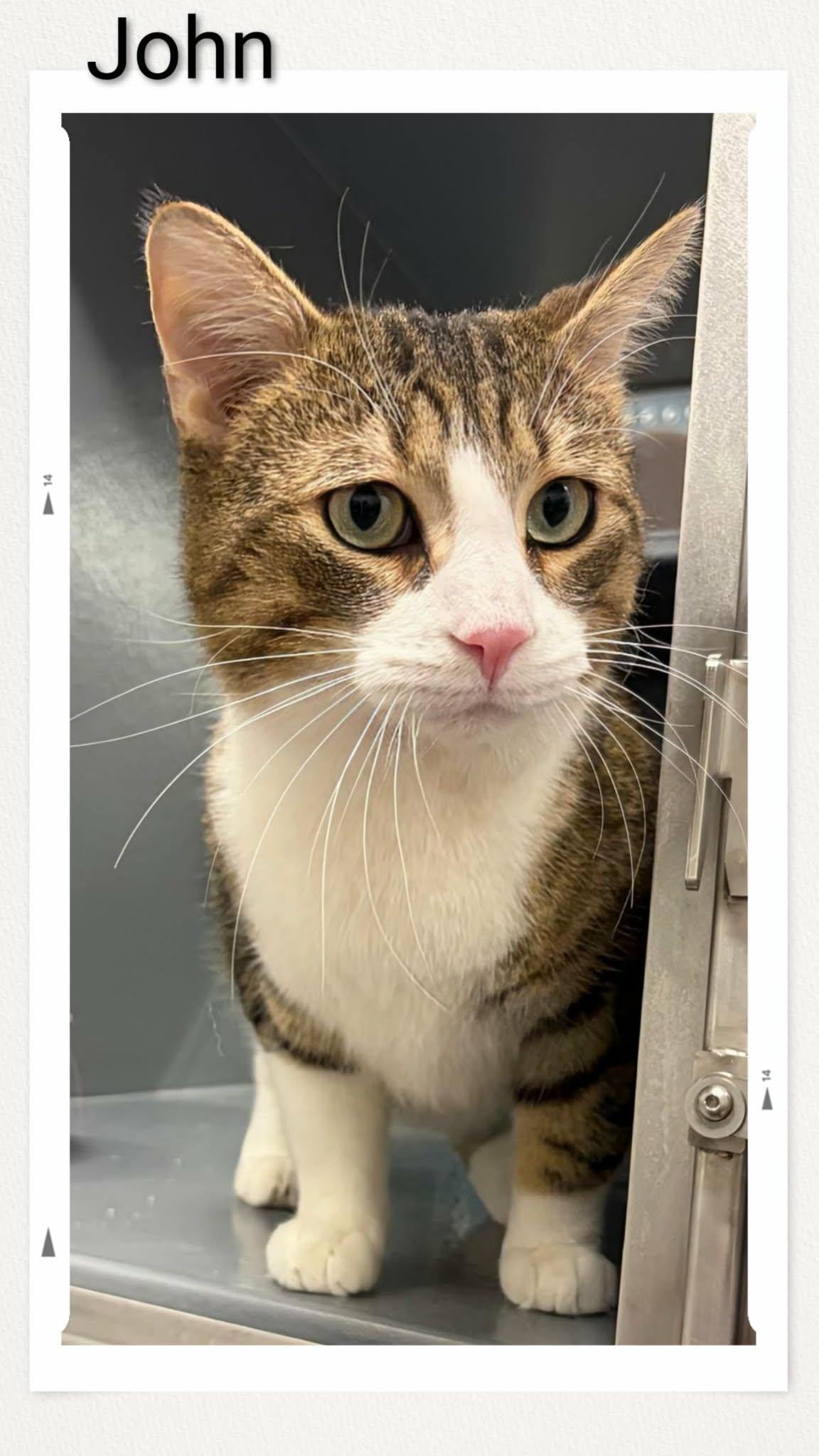 John, Adoptable, Young Male Domestic Short Hair.