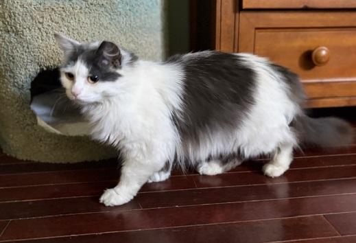 Enlarge CHARLOTTE, a ADOPTABLE mixed breed in Churchville, PA image 4/5
