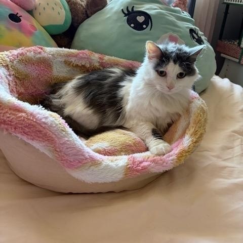 Enlarge CHARLOTTE, a ADOPTABLE mixed breed in Churchville, PA image 5/5