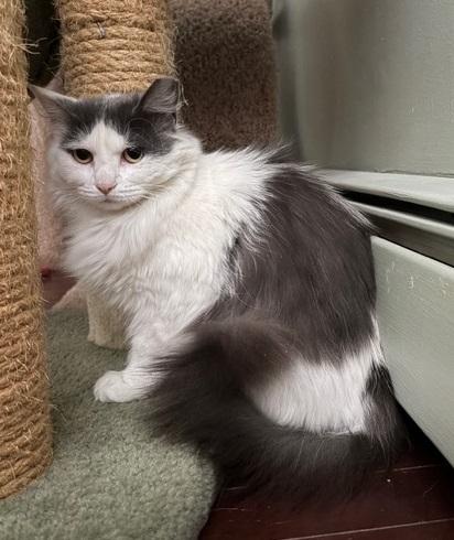 Enlarge CHARLOTTE, a ADOPTABLE mixed breed in Churchville, PA image 2/5