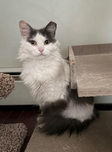Enlarge CHARLOTTE, a ADOPTABLE mixed breed in Churchville, PA image 3/5