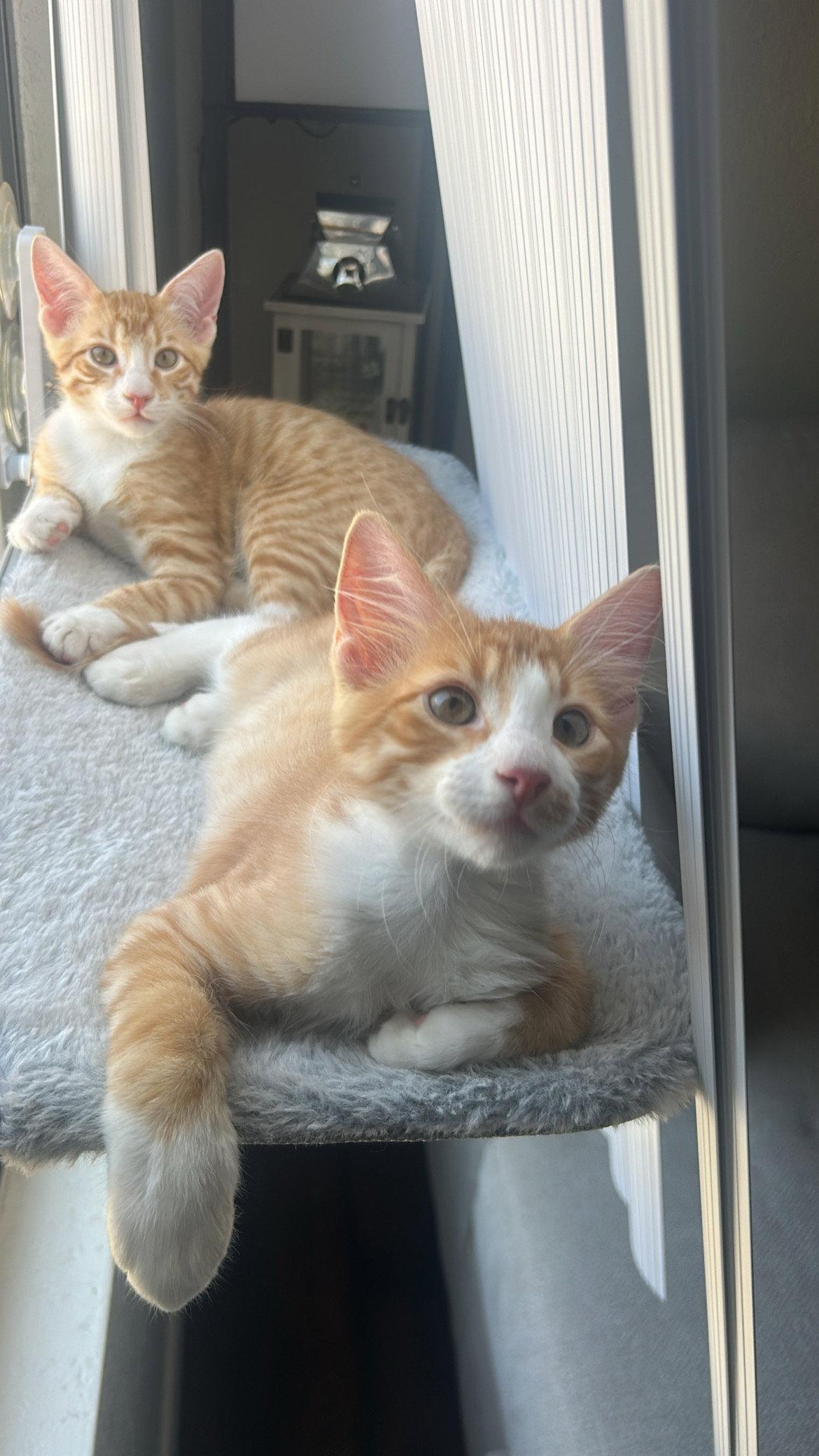 Sampson - bonded with Havoc, Adopted, Young Male Domestic Short Hair.