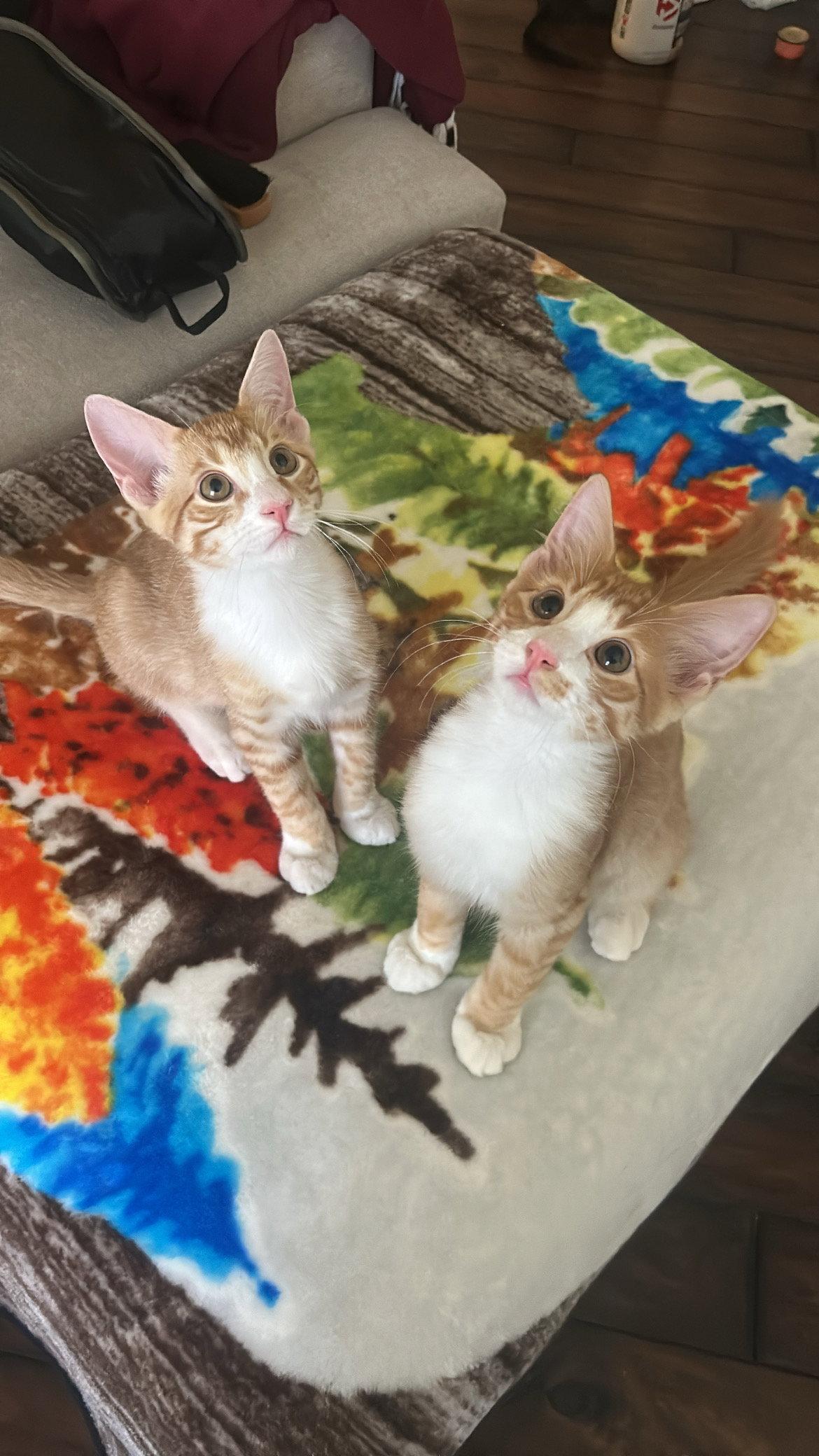 Enlarge Sampson - bonded with Havoc, a Adopted Domestic Short Hair in Scottsdale, AZ image 2/3
