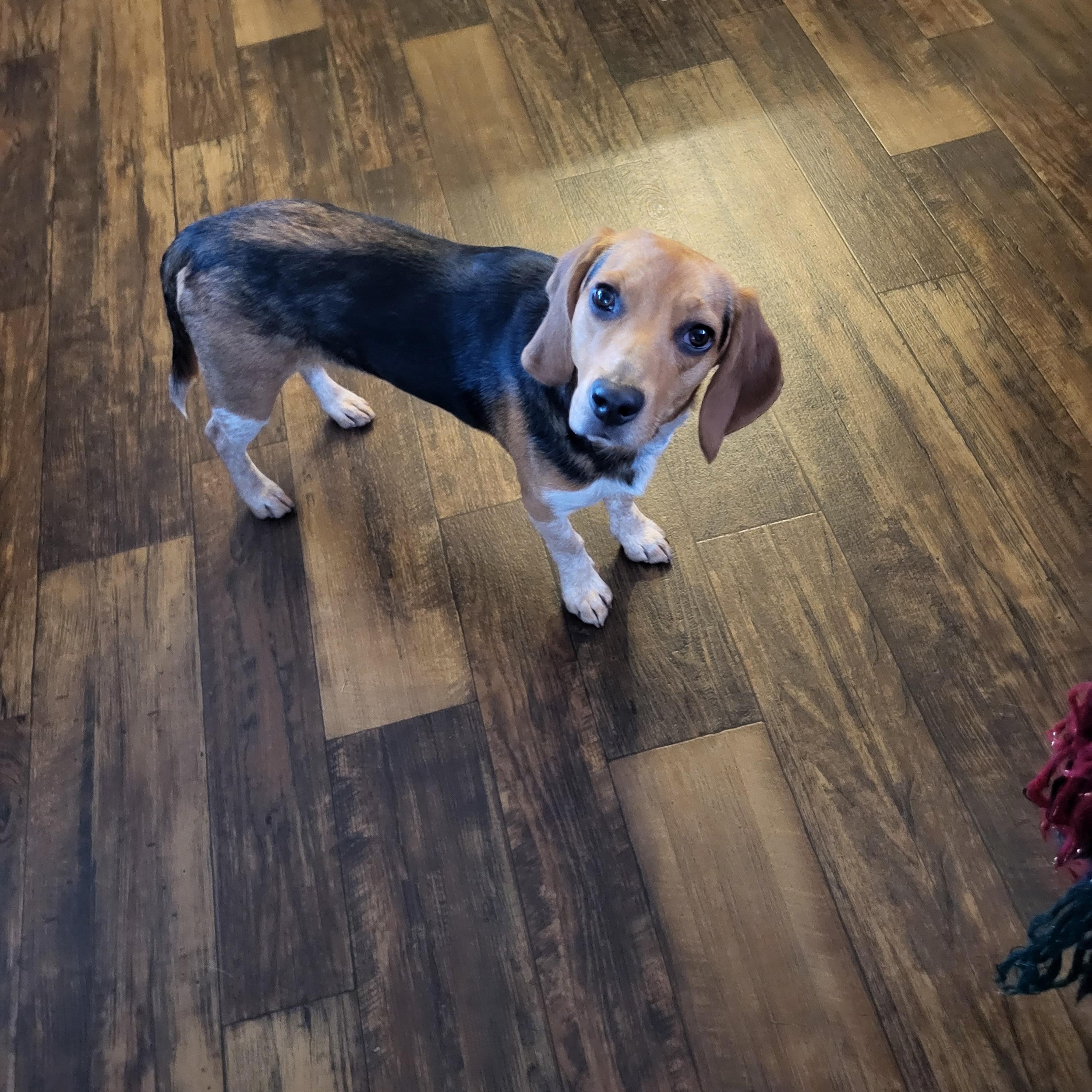 Boudreaux (162595) (In a foster home), an adopted Beagle in Baton Rouge, LA image 3/5