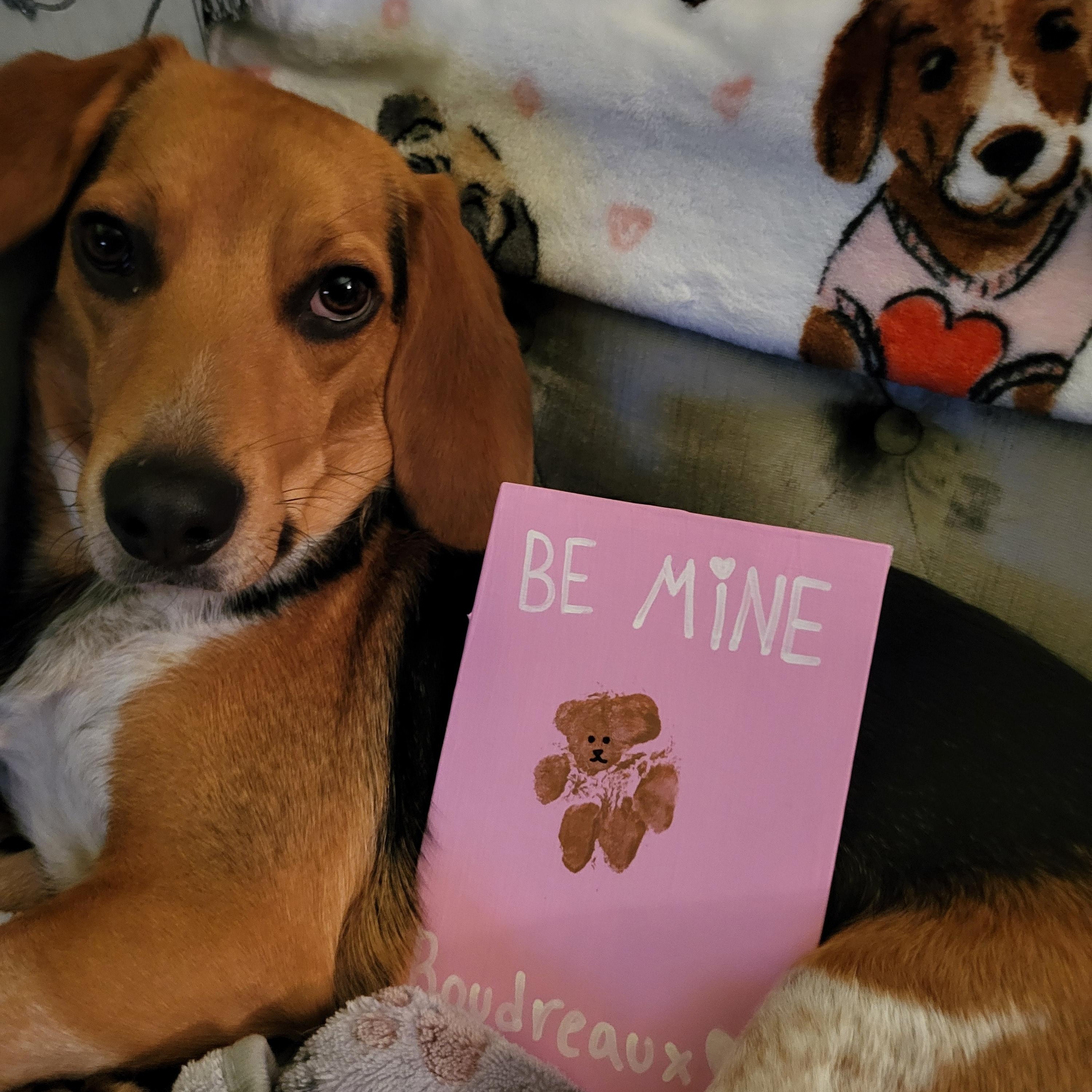 Boudreaux (162595) (In a foster home), adopted, Young Male Beagle.
