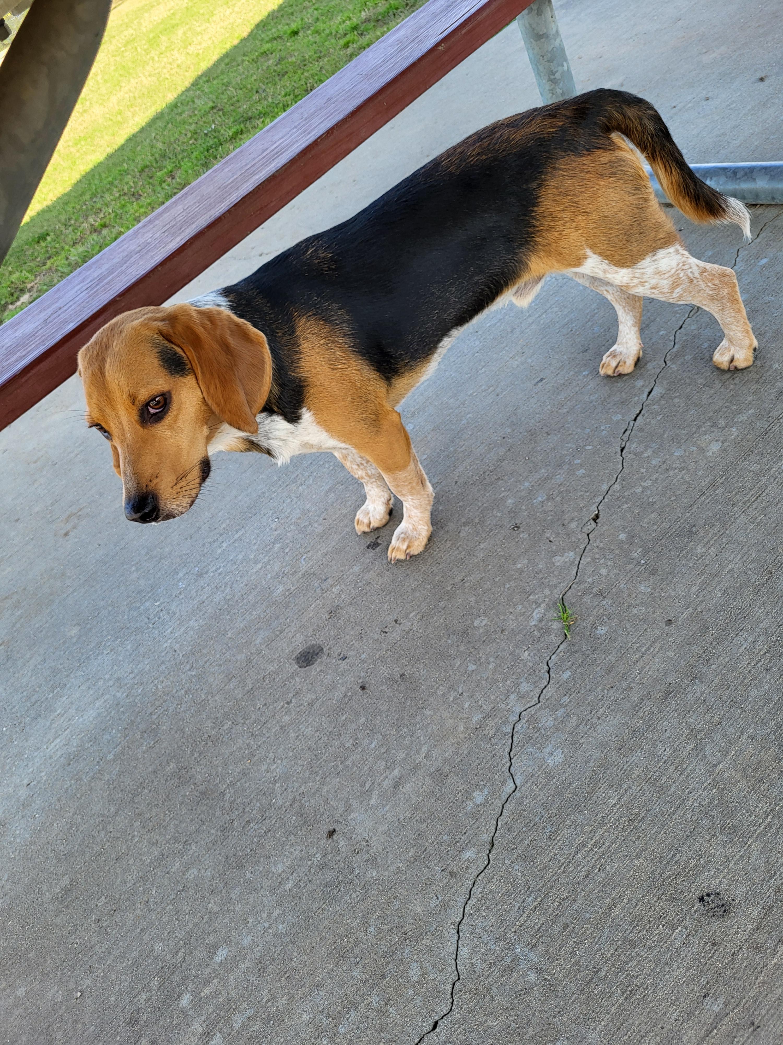 Boudreaux (162595) (In a foster home), an adopted Beagle in Baton Rouge, LA image 5/5