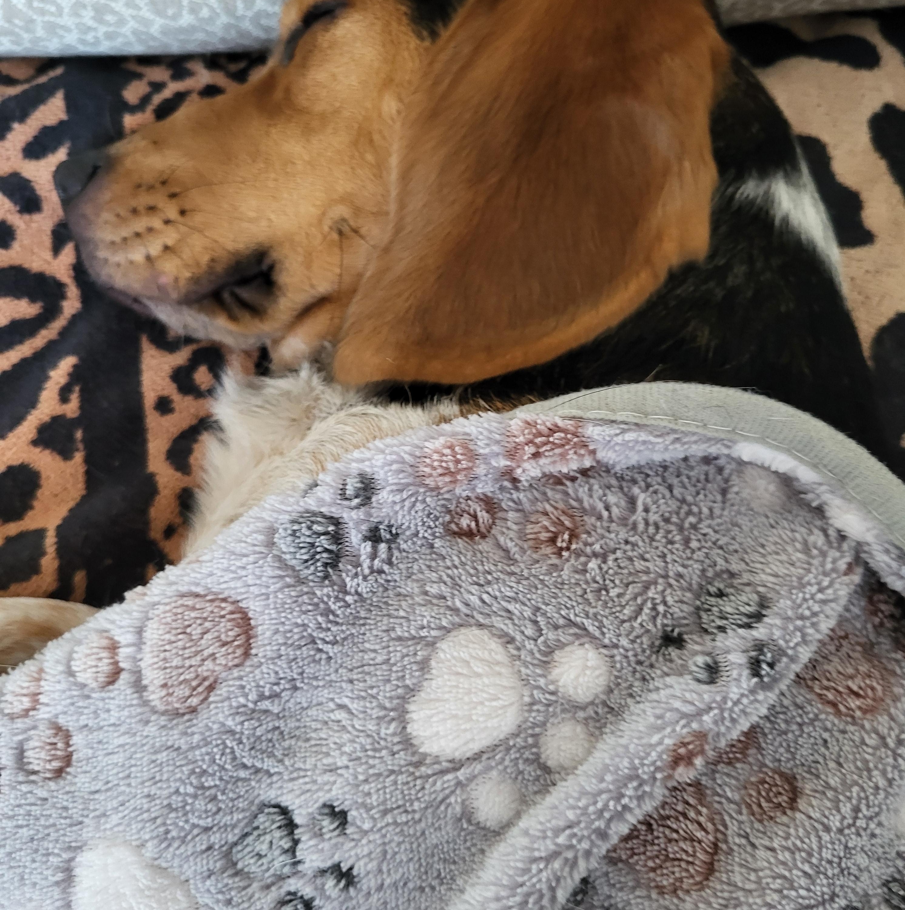 Boudreaux (162595) (In a foster home), an adopted Beagle in Baton Rouge, LA image 4/5