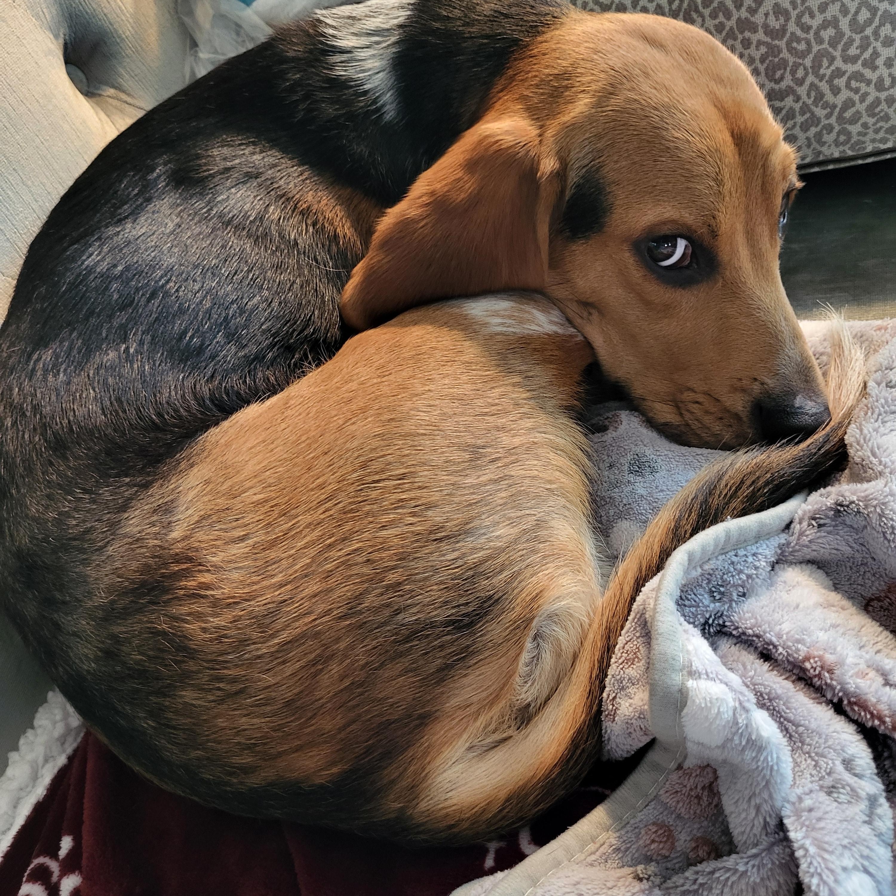 Boudreaux (162595) (In a foster home), an adopted Beagle in Baton Rouge, LA image 2/5