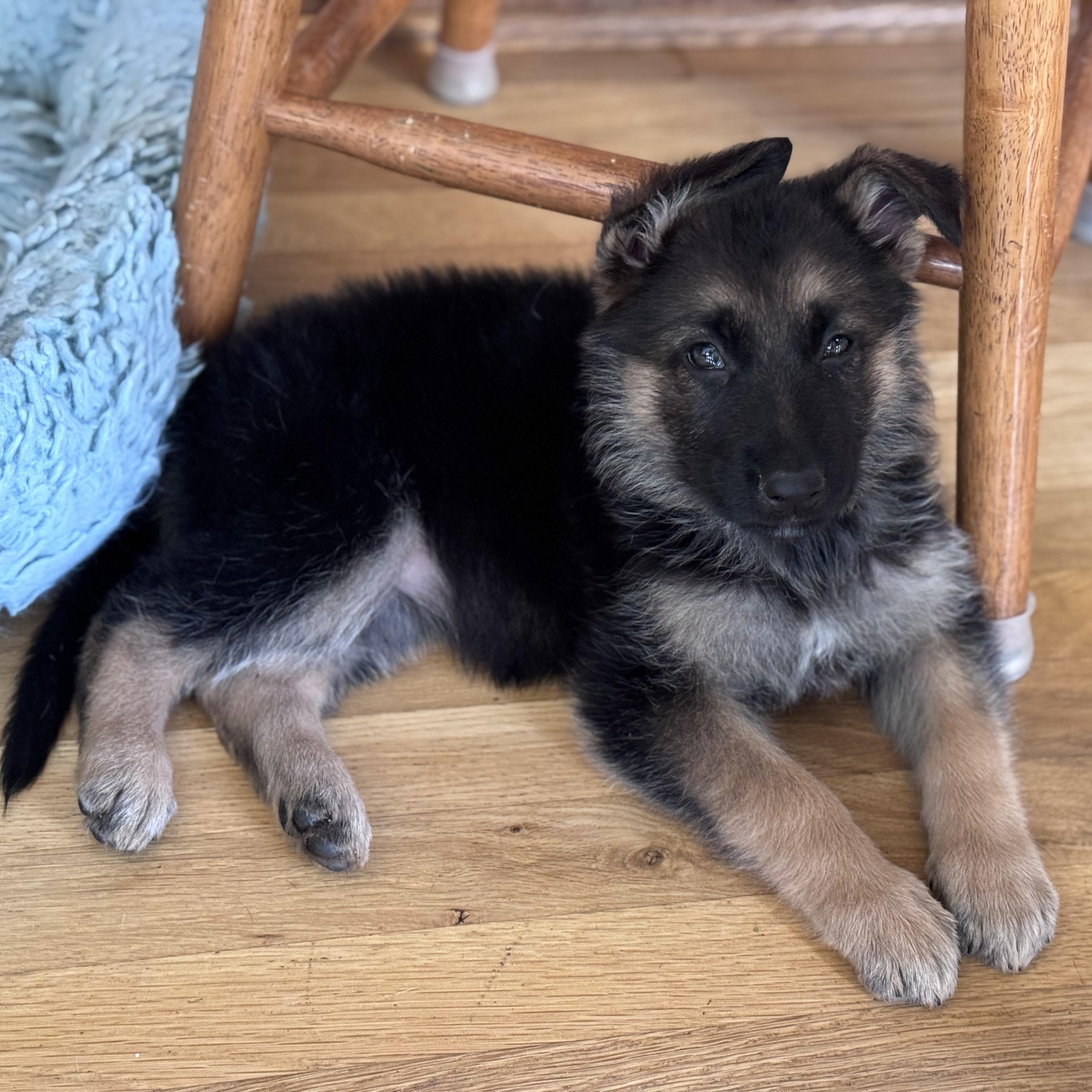 Josie