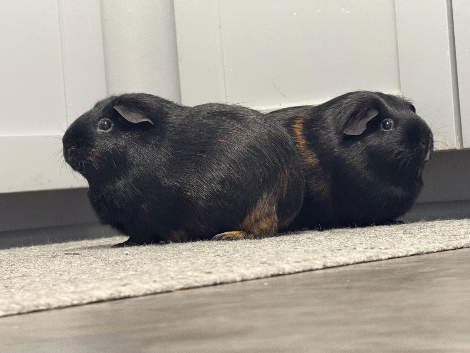 Rizzo 0547, Adopted, Young Female Guinea Pig.