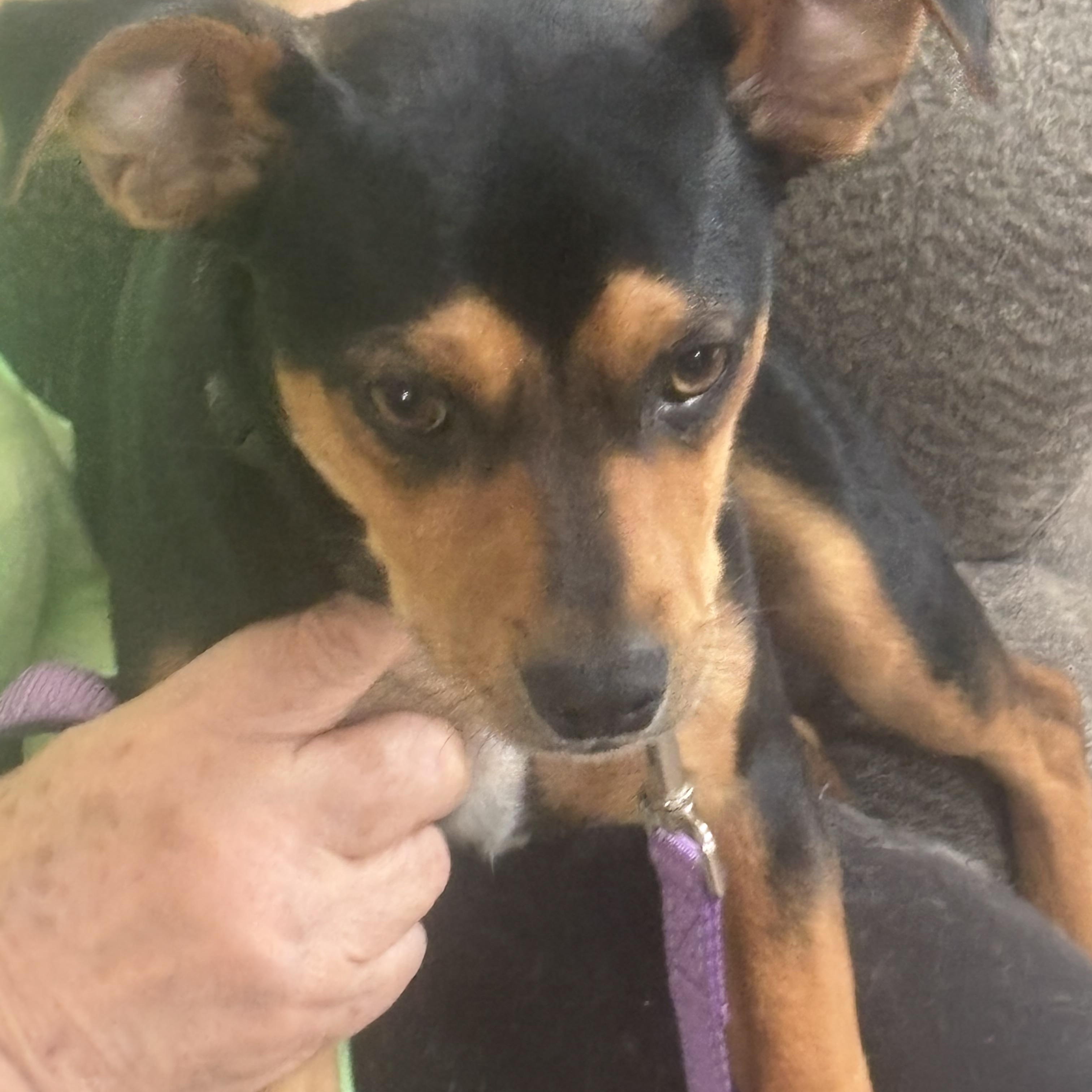 Loki, Adopted, Young Male Miniature Pinscher & Chihuahua.