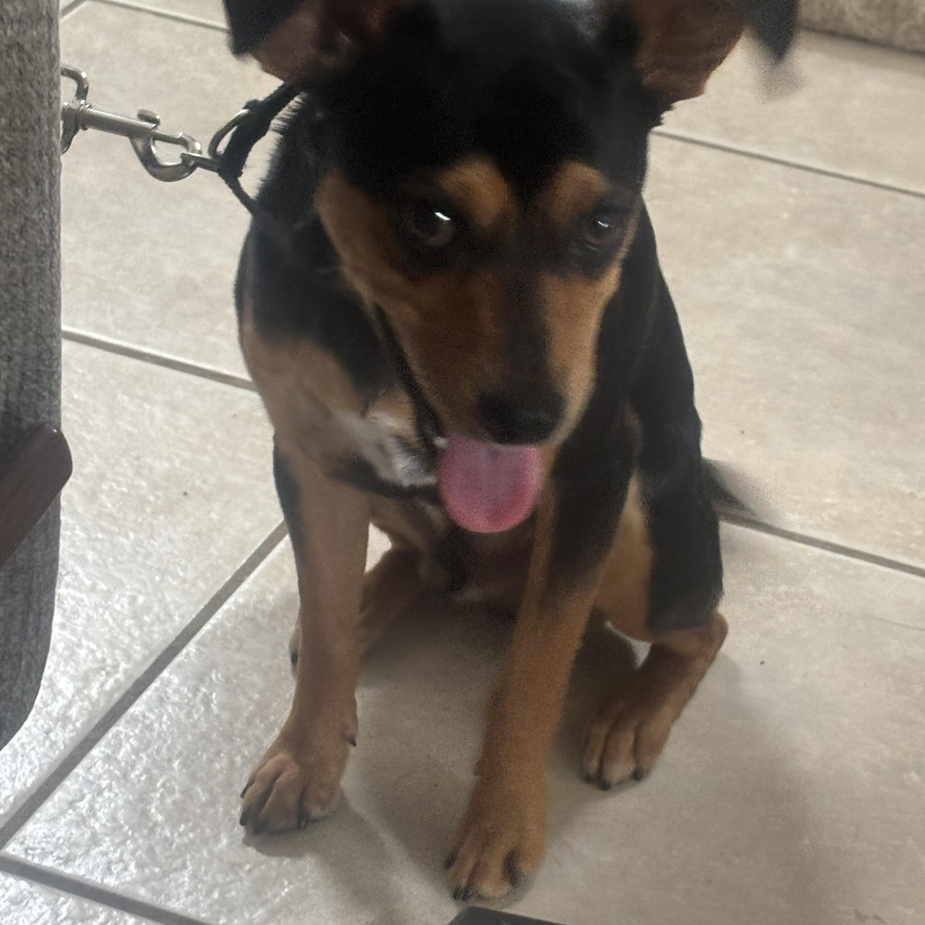 Loki, a Adopted mixed breed in Lonedell, MO image 2/5