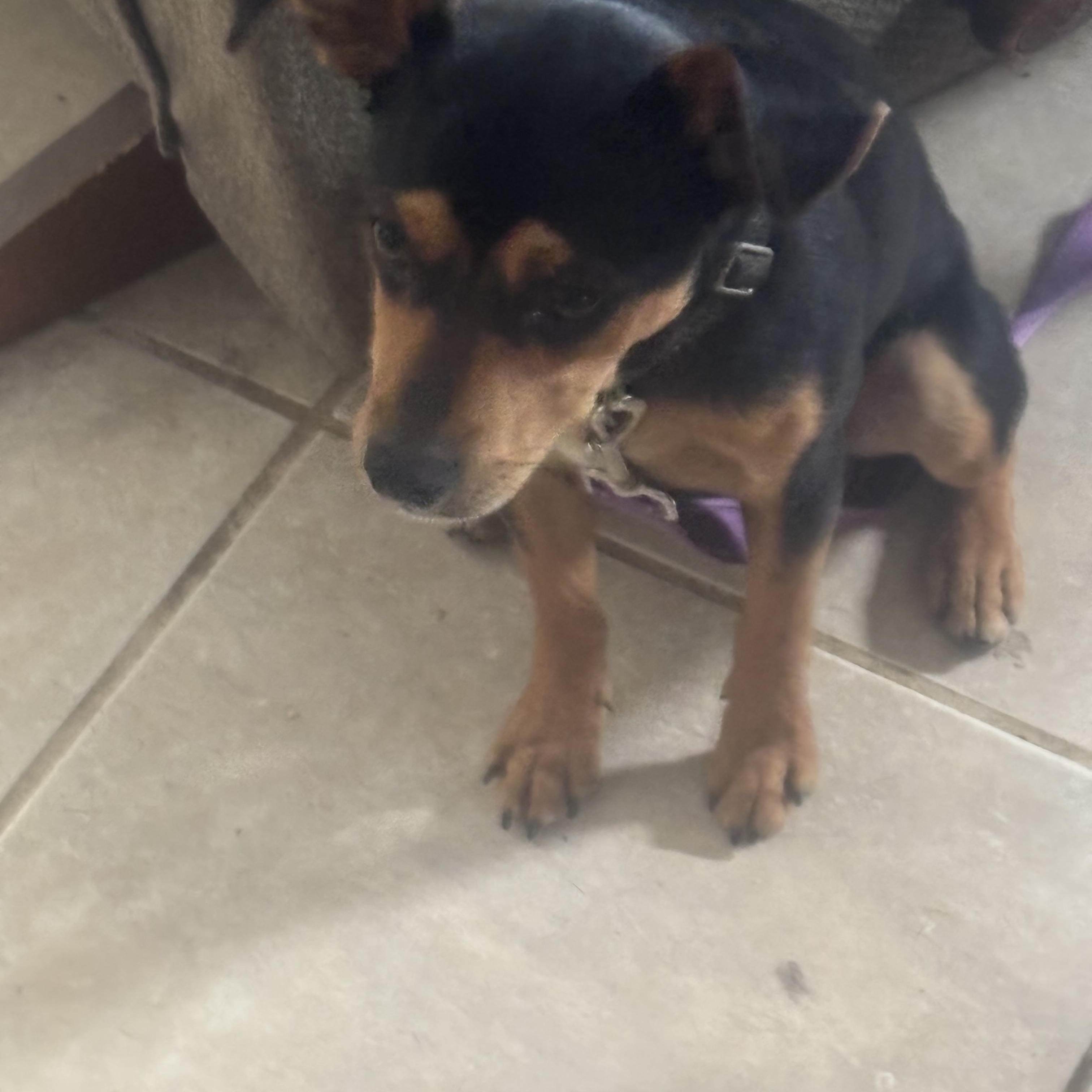 Loki, a Adopted mixed breed in Lonedell, MO image 3/5