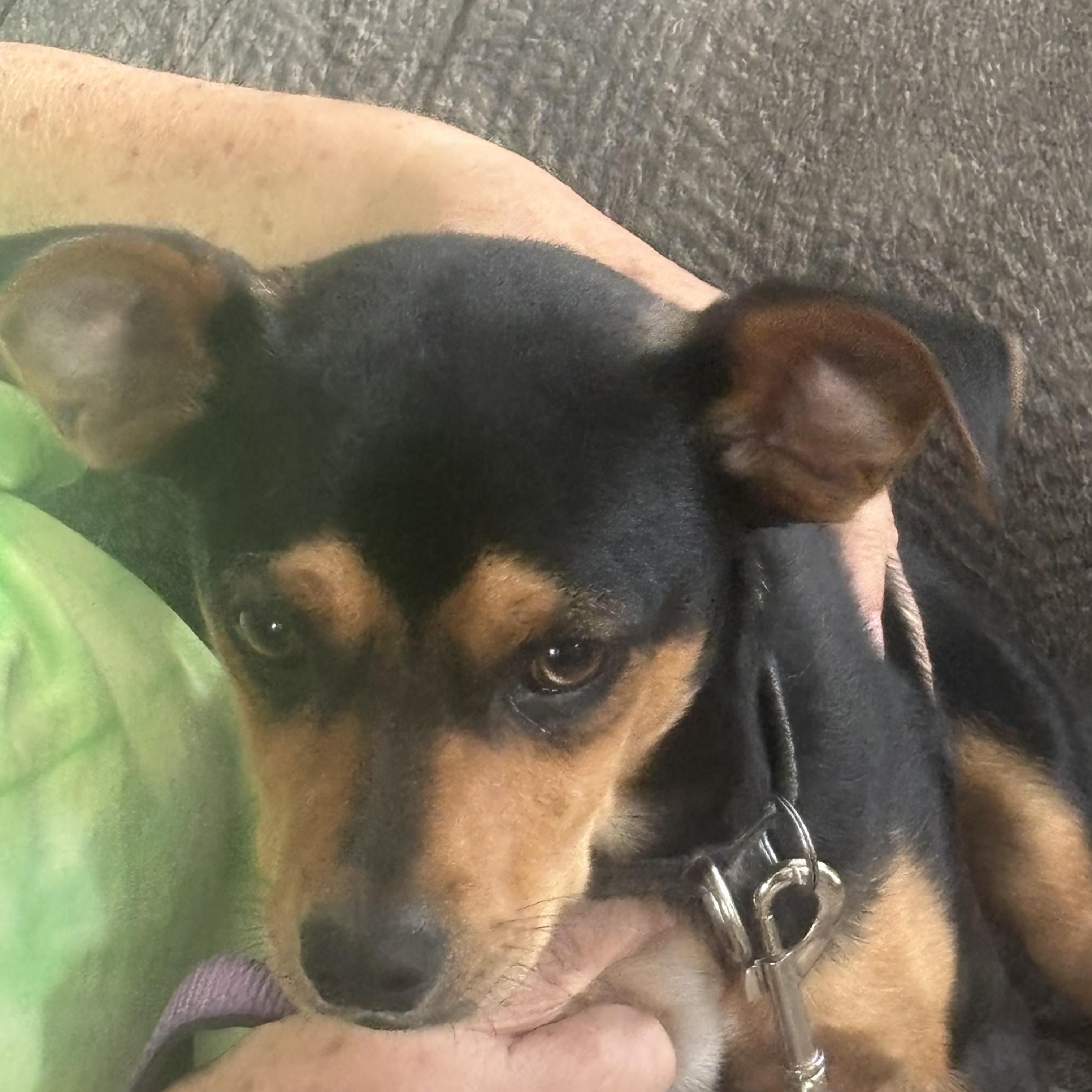 Loki, a Adopted mixed breed in Lonedell, MO image 4/5