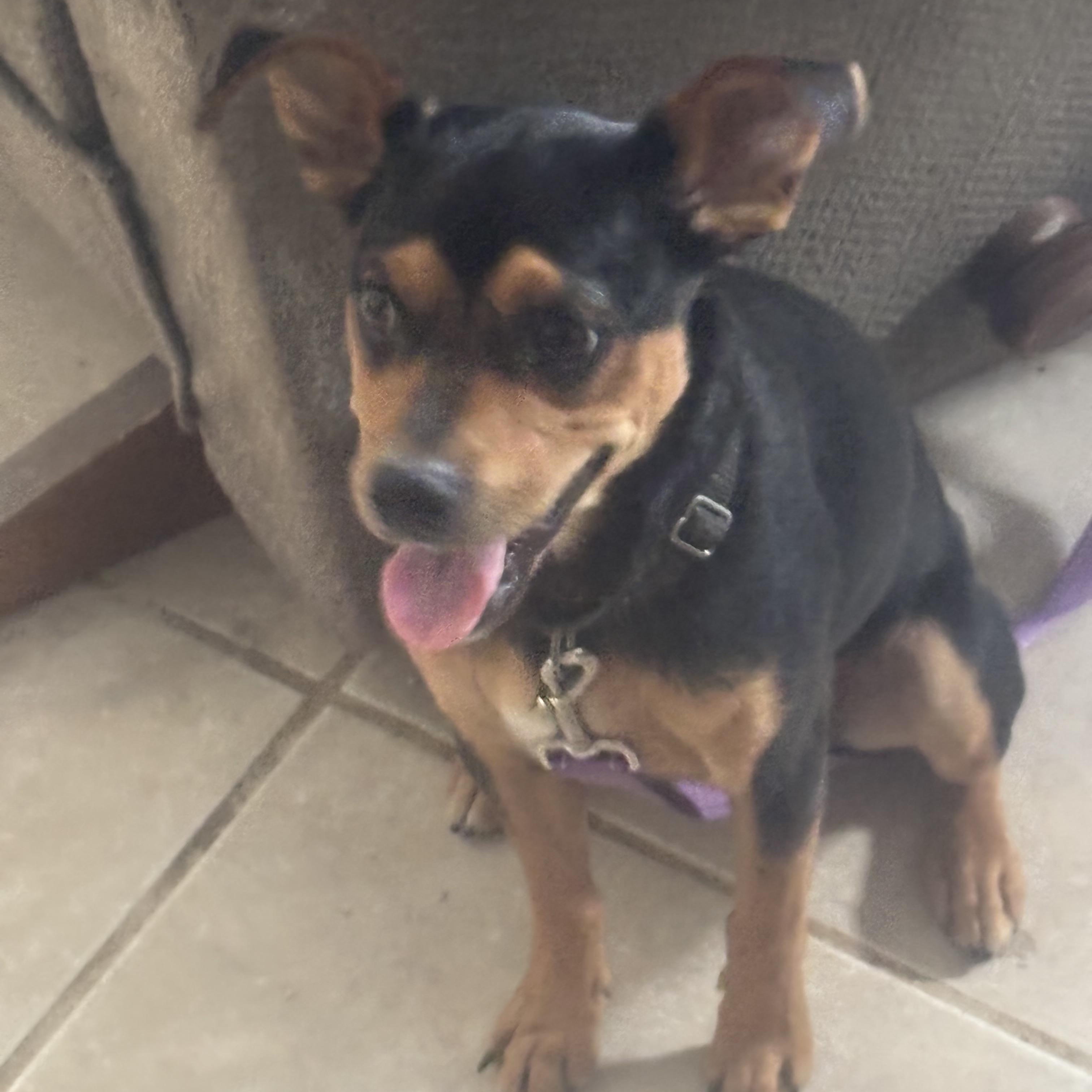 Loki, a Adopted mixed breed in Lonedell, MO image 5/5