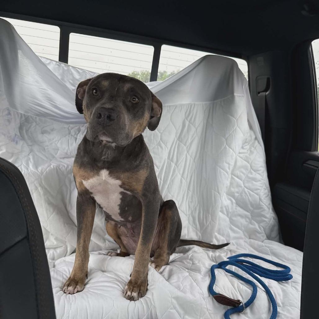 Wilma, Adoptable, Adult Female Pit Bull Terrier.