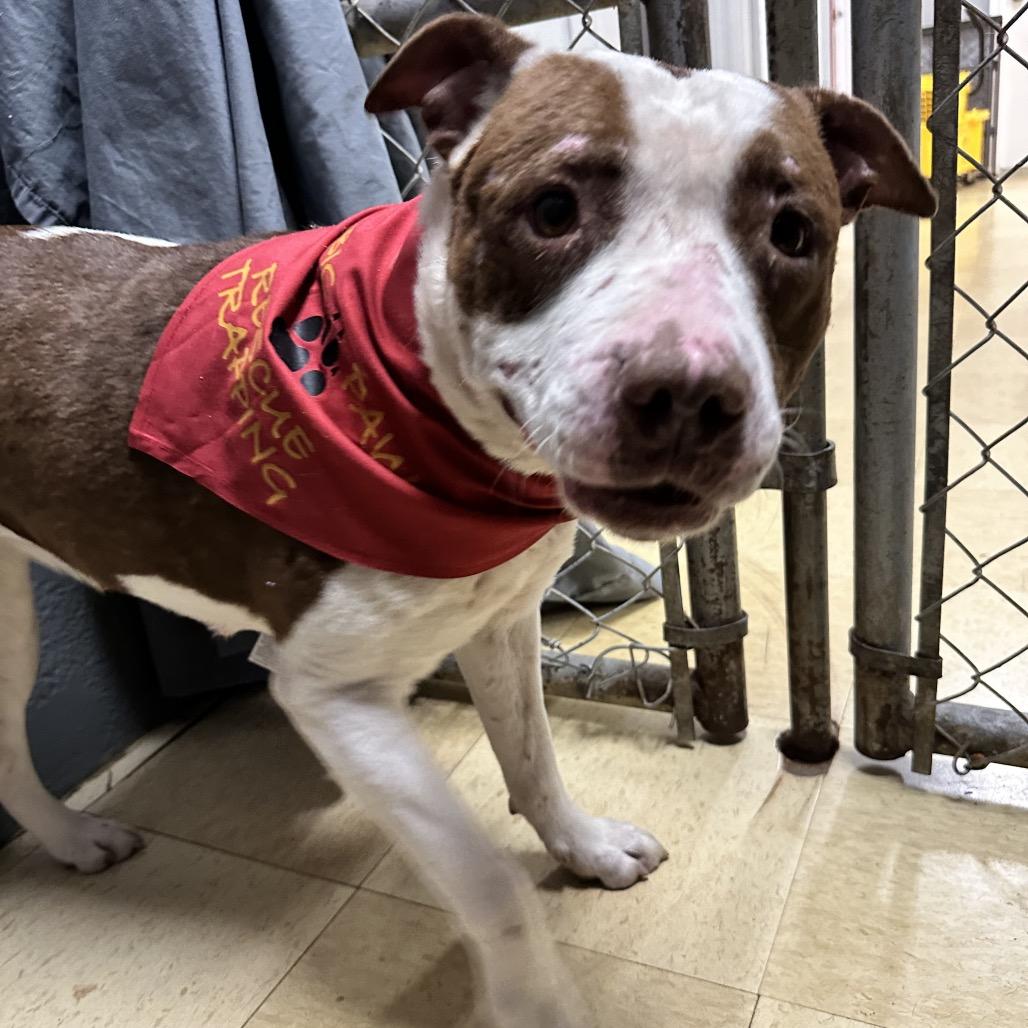 Rosie K22, Adoptable, Adult Female Pit Bull Terrier.