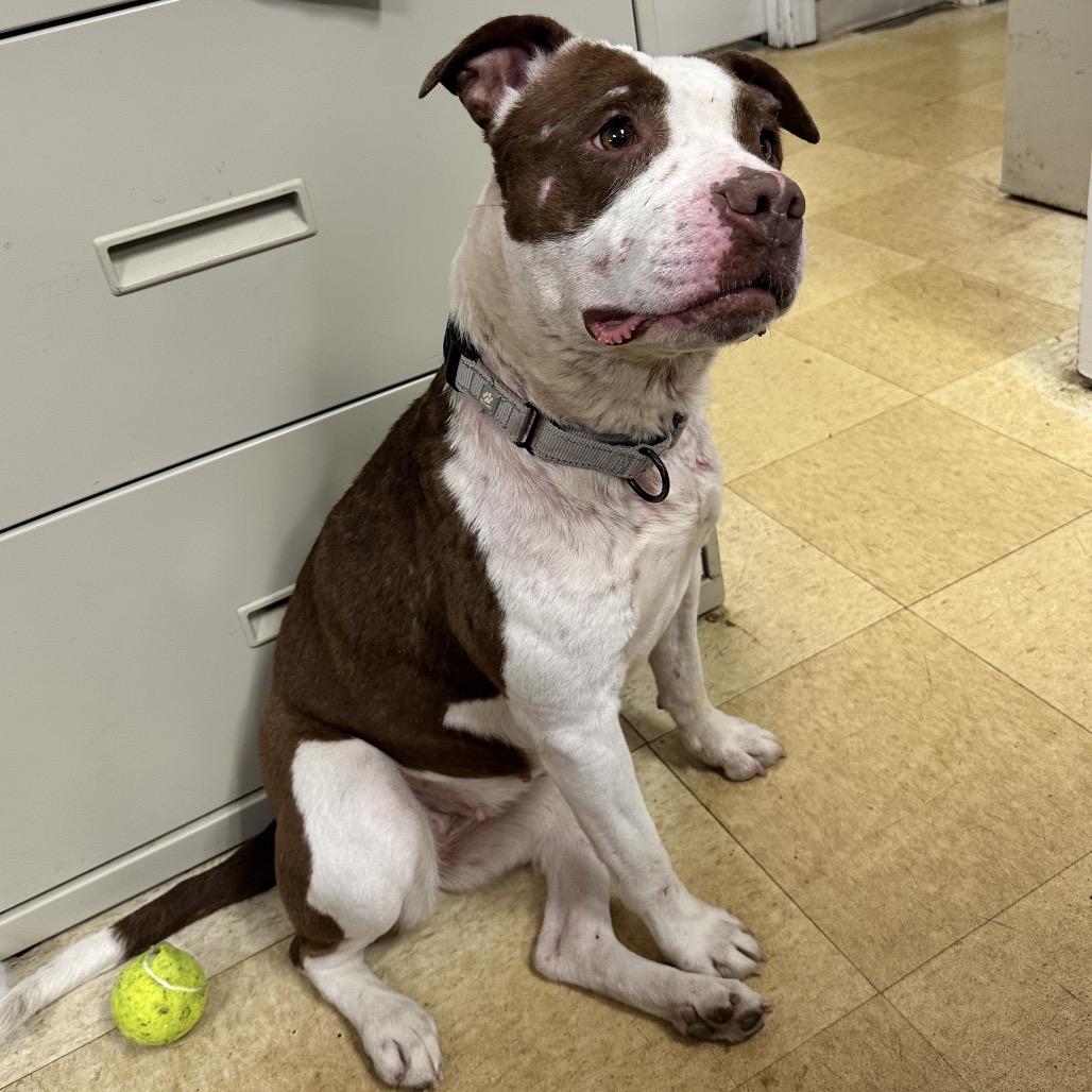 Enlarge Rosie K22, a Adoptable Pit Bull Terrier in Union, MO image 2/6