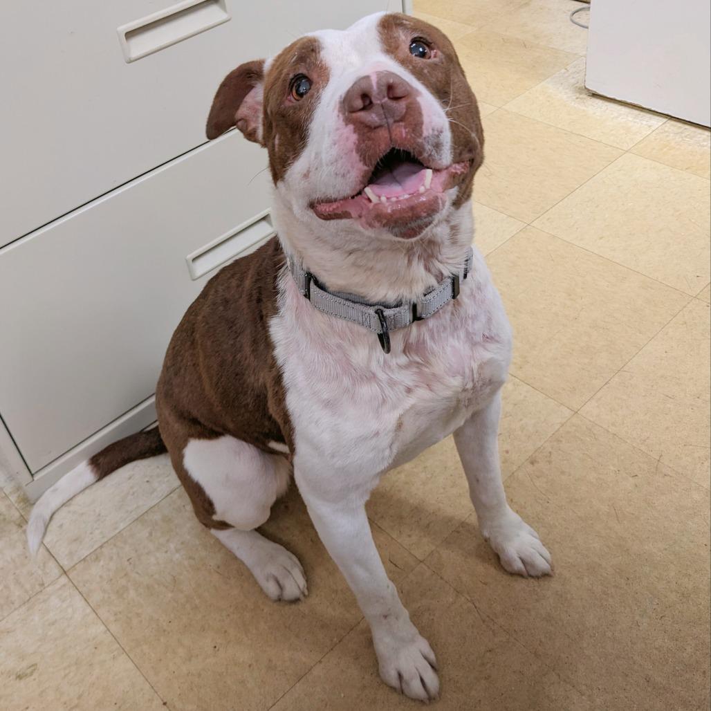 Enlarge Rosie K22, a Adoptable Pit Bull Terrier in Union, MO image 3/6