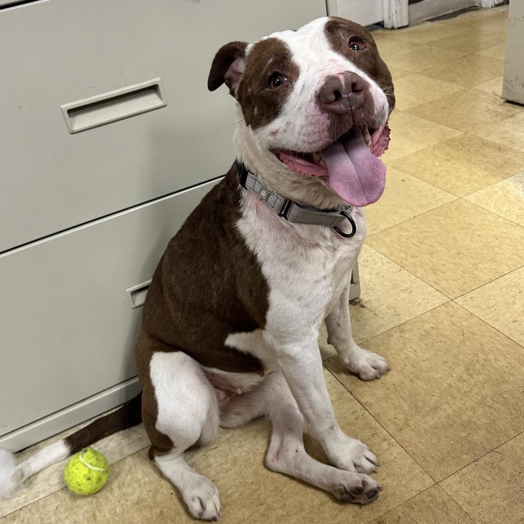 Enlarge Rosie K22, a Adoptable Pit Bull Terrier in Union, MO image 4/6