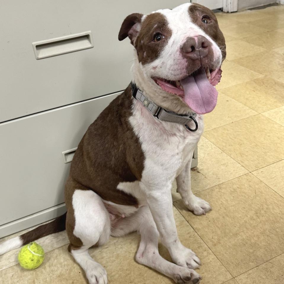 Rosie K19, a Adoptable Pit Bull Terrier in Union, MO image 4/6