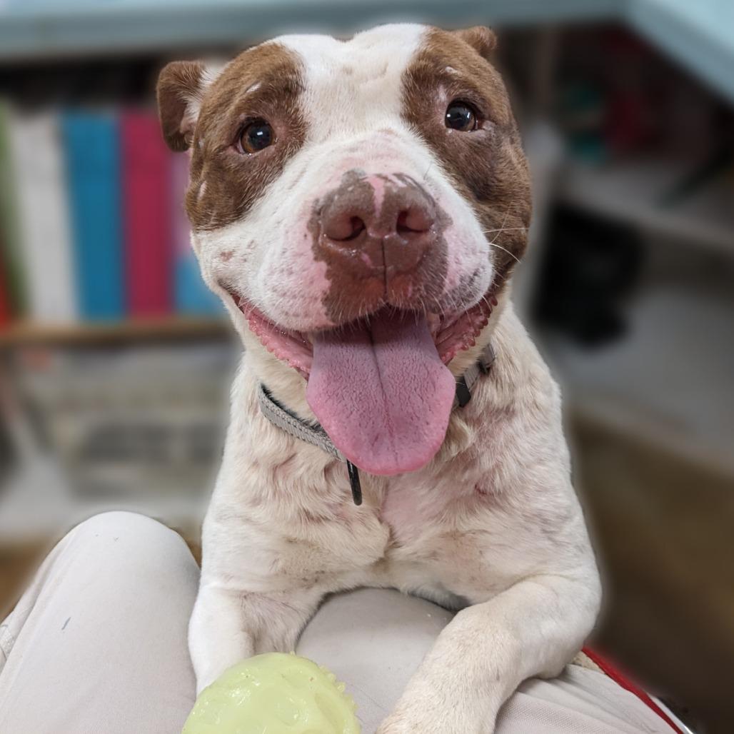 Enlarge Rosie K22, a Adoptable Pit Bull Terrier in Union, MO image 5/6